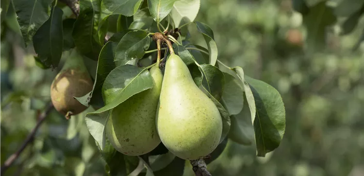 Birnen zählen ebenso wie Äpfel zu den heimischen Obstsorten