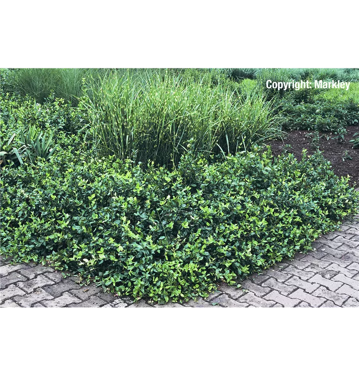 Euonymus fortunei Dart s Blanket