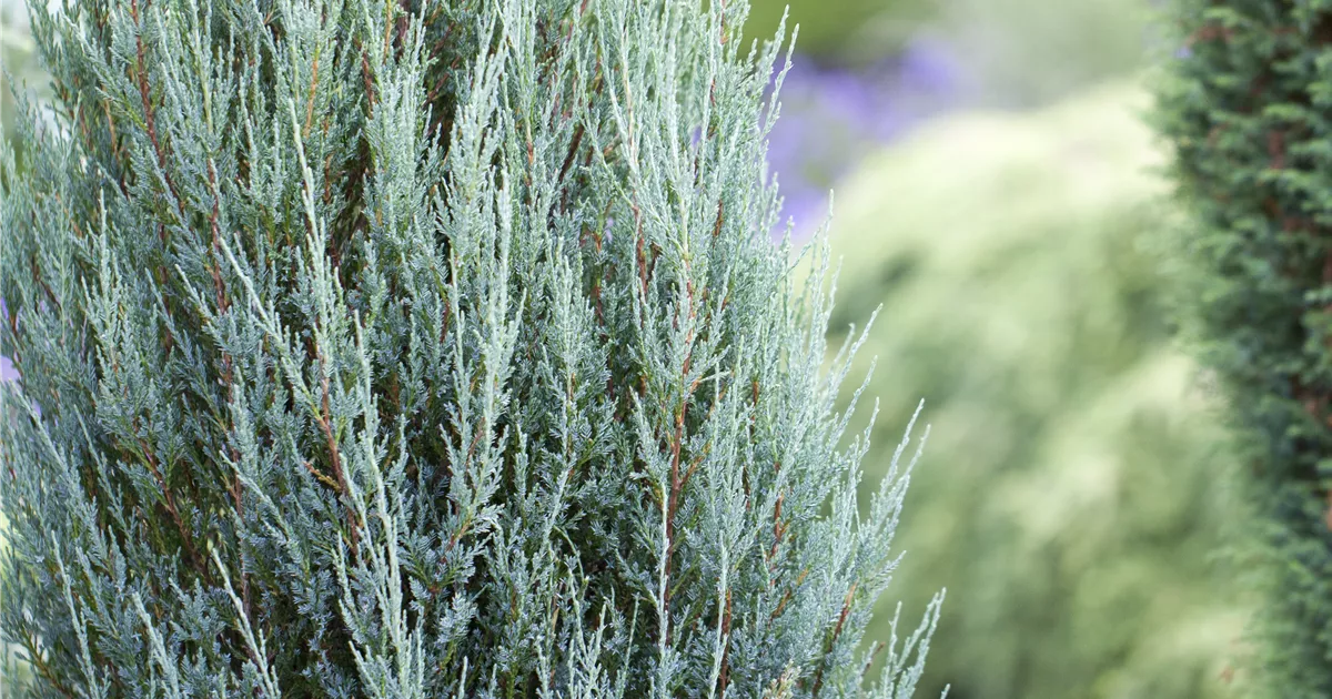 Blauer Zypressen-Wacholder Raketenwacholder Juniperus scopulorum 'Blue Arrow' 120-140cm Wacholder 