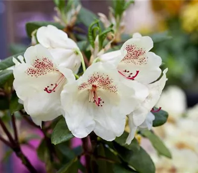 Rhododendron Hybr.'Viscy'