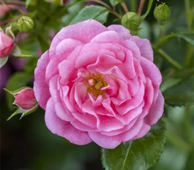 Rosa 'Gertrude Jekyll' -R- STR