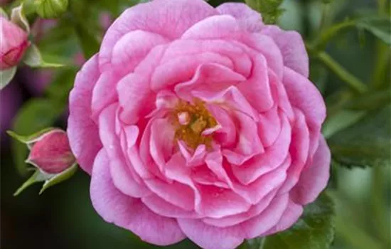 Rosa 'Gertrude Jekyll' -R- STR