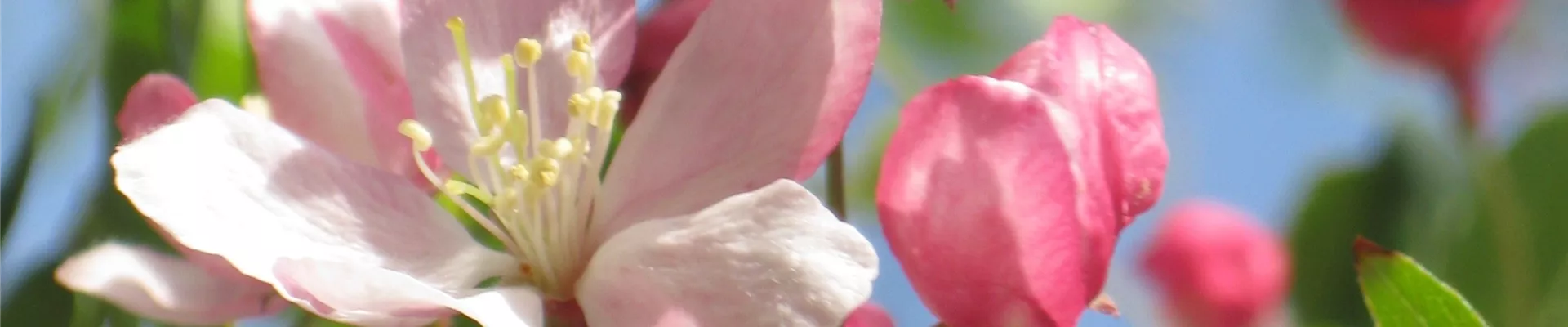 crab-apple-341477 crab-apple-341477