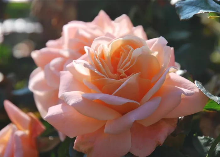 Unser Rosensortiment