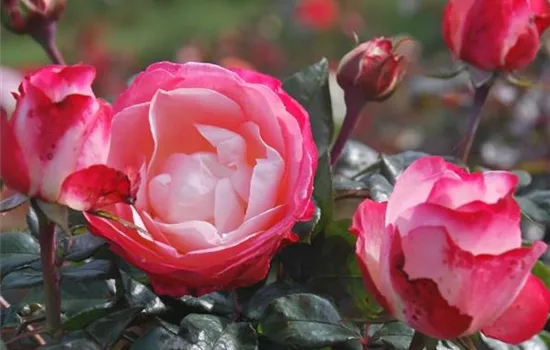 Rosa 'Nostalgie' -R- TH