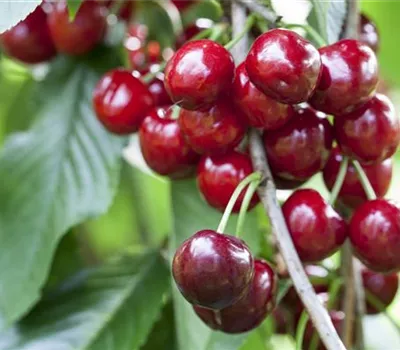 Prunus av.'Burlat' CAC