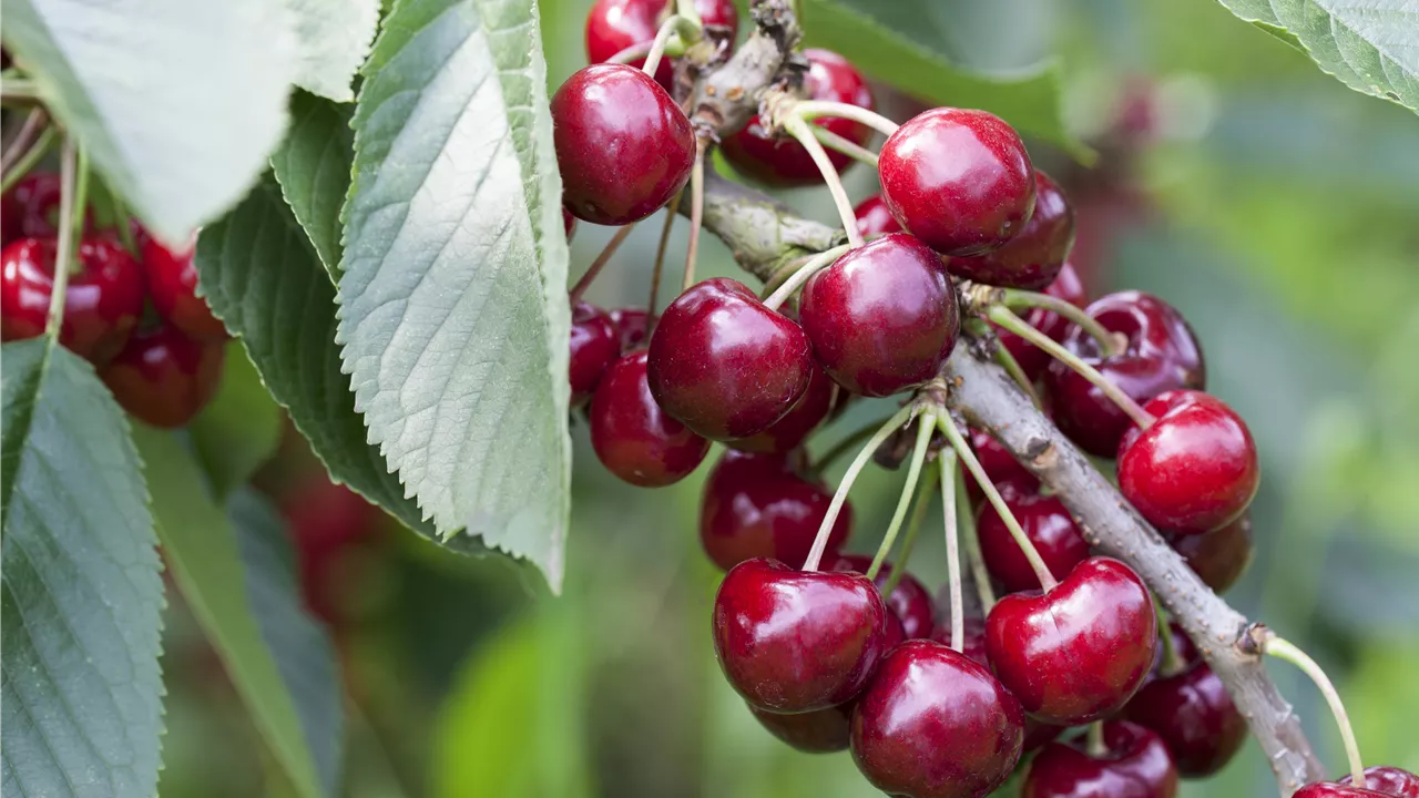 Kirschen