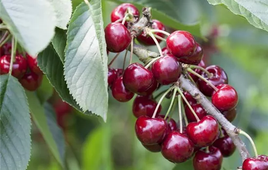 Prunus cer.'Safir' -S- CAC