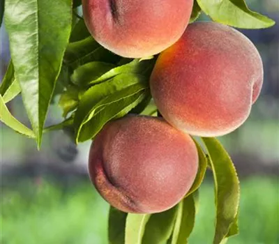 Prunus persica 'Rt. Weinbergpfirsich' CAC Prunus persica 'Rt. Weinbergpfirsich' CAC