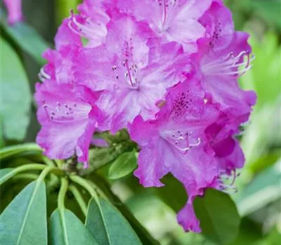 Rhododendron carolin.'P.J.Mezitt'