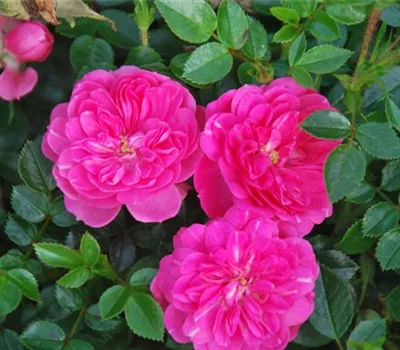 Rosa 'Knirps' -R- BDR
