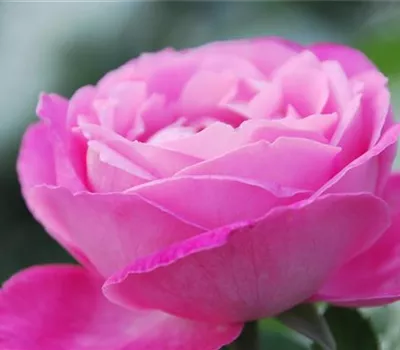 Rosa 'Mrs.John Laing' STR Rosa 'Mrs.John Laing' STR