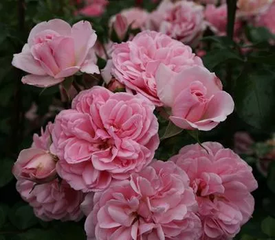 Rosa 'Home & Garden' -R- BT Rosa 'Home & Garden' -R- BT