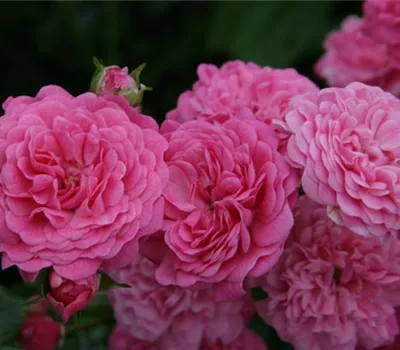 Rosa 'Pepita' -R- Rosa 'Pepita' -R-