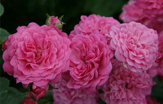 Rosa 'Pepita' -R-
