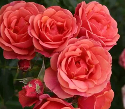 Rosa 'Mandarin' -R- Rosa 'Mandarin' -R-