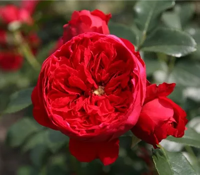 Rosa 'Florentina' -R- KL Rosa 'Florentina' -R- KL