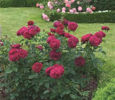 Rosa 'Darcey Bussell' -R- STR Rosa 'Darcey Bussell' -R- STR
