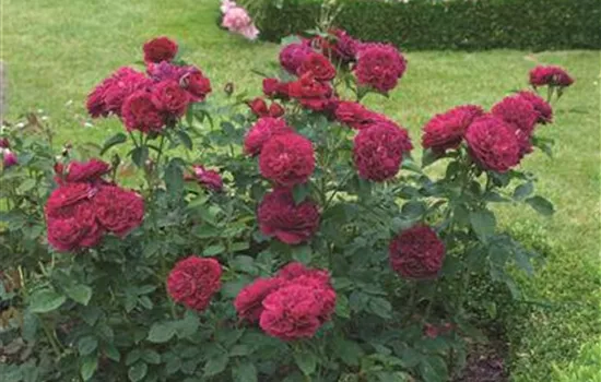 Rosa 'Darcey Bussell' -R- STR