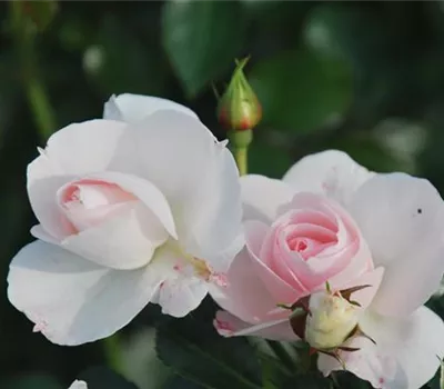 Rosa 'Aspirin-Rose' ® Rosa 'Aspirin-Rose' ®