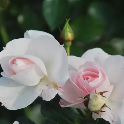 Rosa 'Aspirin-Rose' ®