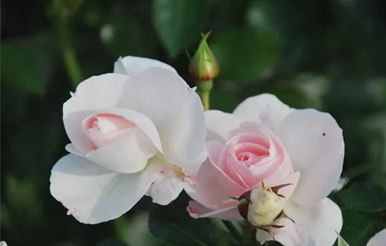 Rosa 'Aspirin-Rose' -R- BDR