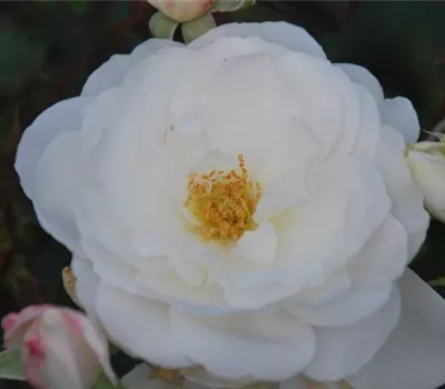 Rosa 'Schneeflocke' -R- BDR Rosa 'Schneeflocke' -R- BDR