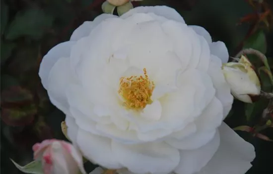 Rosa 'Schneeflocke' -R- BDR