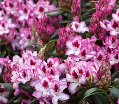 Rhododendron Hybr.'Hachmann's Charmant'-R-