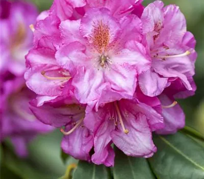Rhododendron Hybr.'Scintillation'