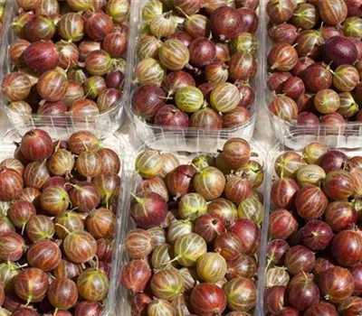 Ribes uva-crispa 'Rolonda' -S- CAC