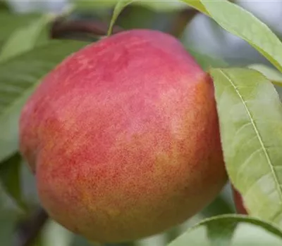 Prunus nuc.'Rhonegold' CAC