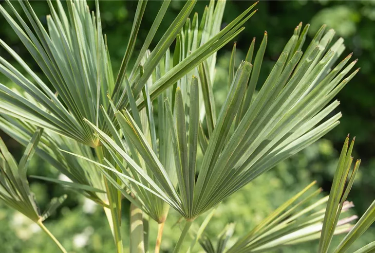 Trachycarpus fortunei