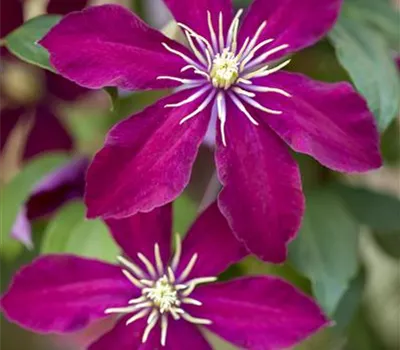 Clematis 'Cardinal Wyszynski'
