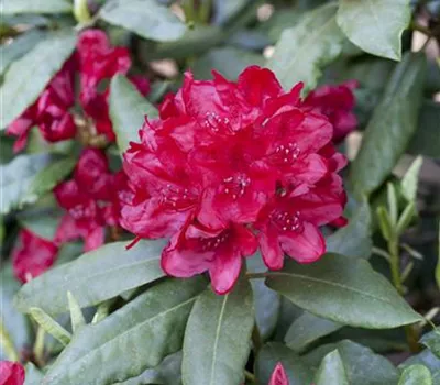 Rhododendron Hybr.'Hachm.Feuerschein' -R-