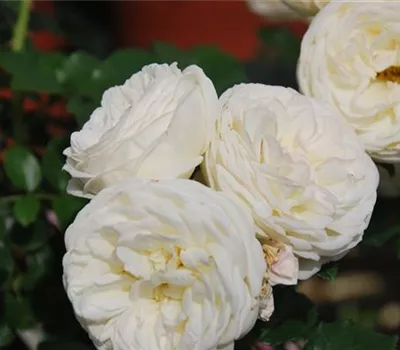 Rosa 'Artemis' -R- STR Rosa 'Artemis' -R- STR