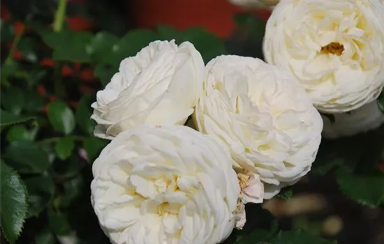 Rosa 'Artemis' -R- STR