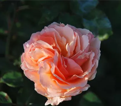 Rosa 'Duftjuwel' -R- TH