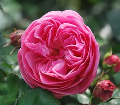 Rosa 'Leonardo da Vinci' -R- BT