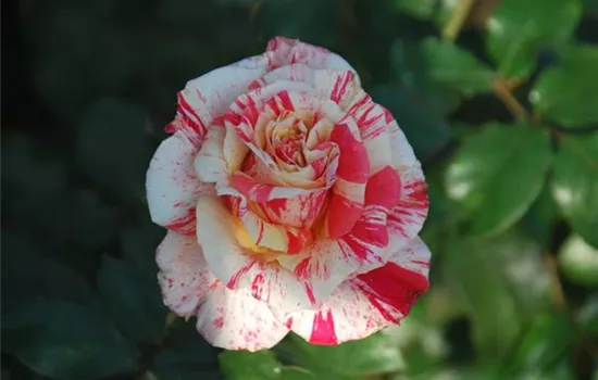 Rosa 'Philatelie' -R- TH