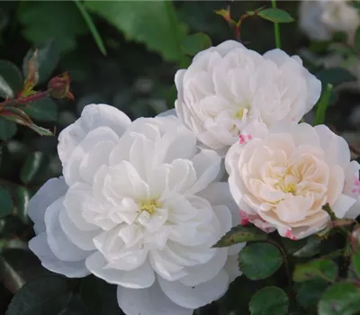 Rosa 'Snow Ballet' -R- BDR