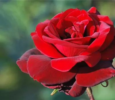 Rosa 'Barkarole' -R- TH