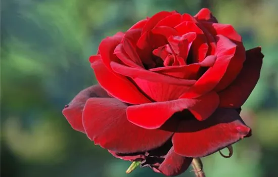 Rosa 'Barkarole' -R- TH