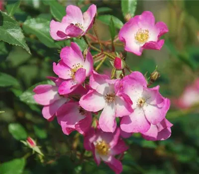 Rosa 'Ballerina' BDR Rosa 'Ballerina' BDR