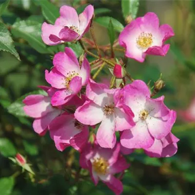 Rosa 'Ballerina' BDR