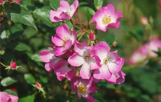Rosa 'Ballerina' BDR