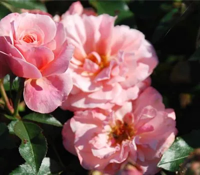 Rosa 'Botticelli' -R- BT Rosa 'Botticelli' -R- BT