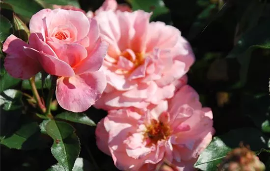 Rosa 'Botticelli' -R- BT
