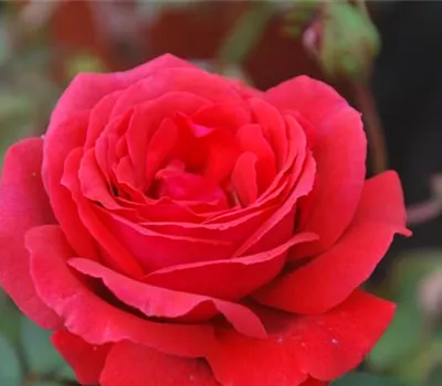 Rosa 'Duftwolke' -R- BT Rosa 'Duftwolke' -R- BT