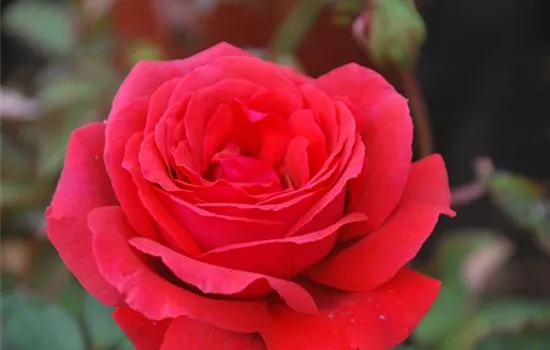 Rosa 'Duftwolke' -R- BT